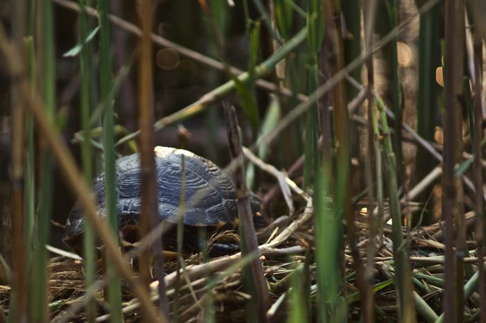 Trachemys scripta